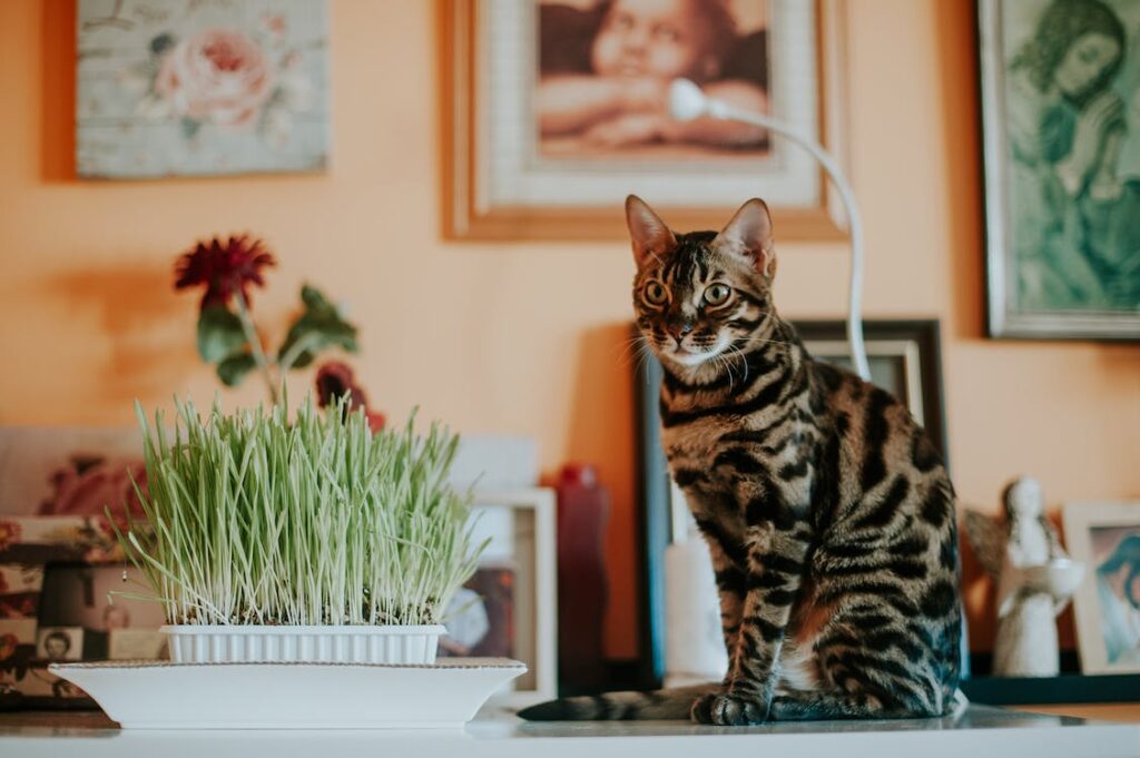 A Bengal cat is standing on a table next to a flower pot