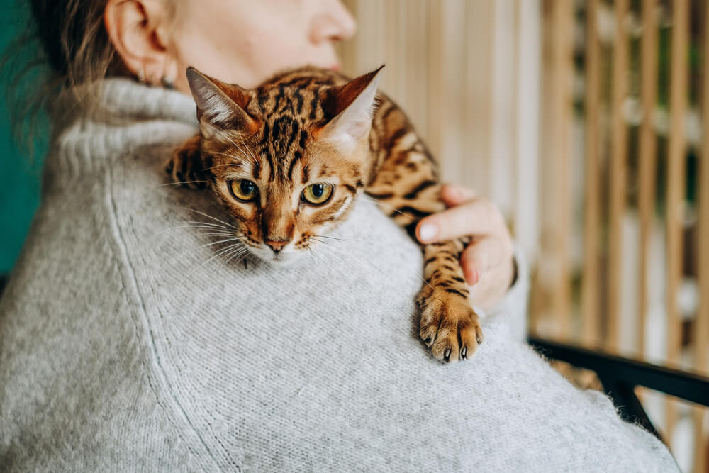 A woman tenderly holds her pet Bengal cat in her hands