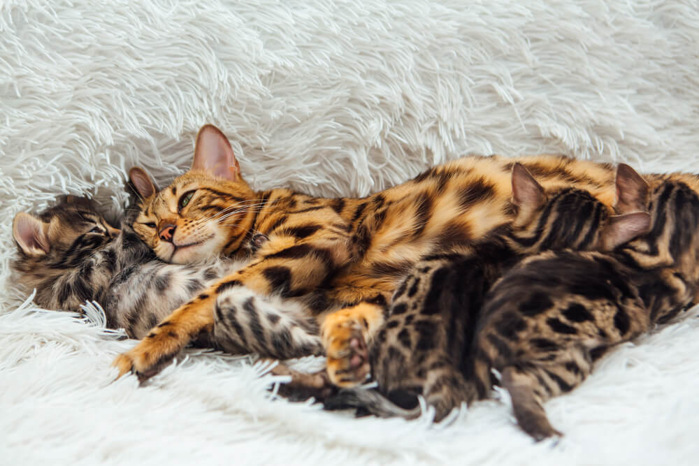 Adorable golden bengal mother-cat feeds her little kittens