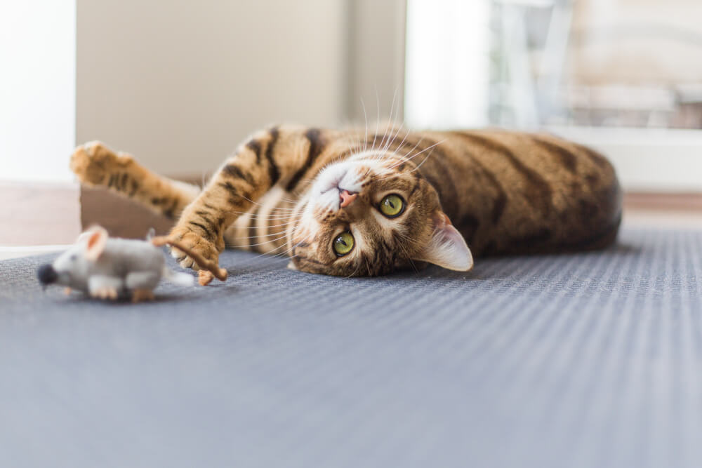 Beautiful bengal cat playing with mouse toy in the house