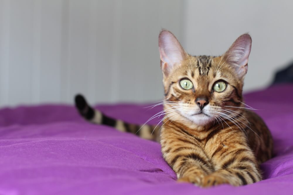 Beautiful exotic cat, closeup portrait.