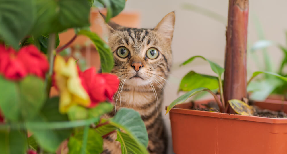 Beautiful short hair cat playing with plants at the garden