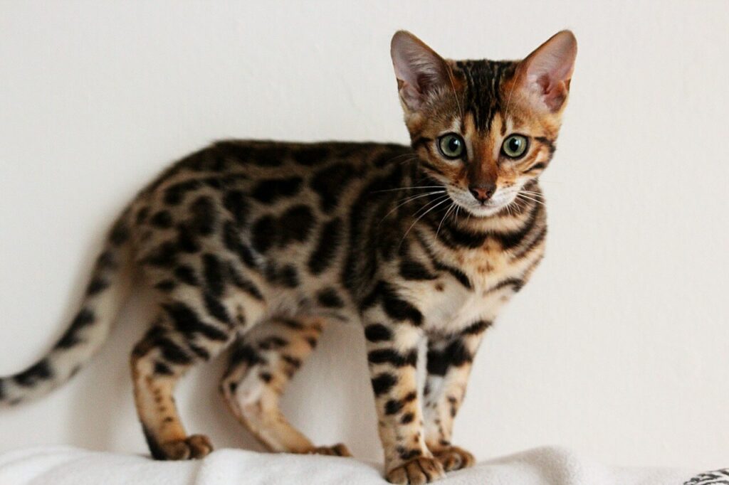 Bengal Cat Cat Pet Feline Animal Domestic Animal