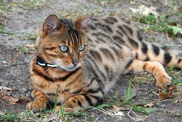 Bengal Cat Pet Animal Feline Mammal Cute Pretty