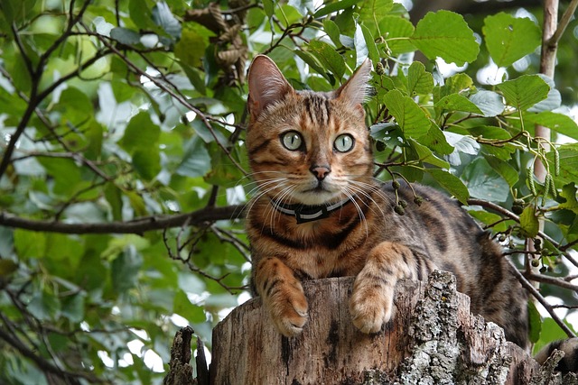 Bengal Cat Tree Wood Pet Animal Feline Mammal