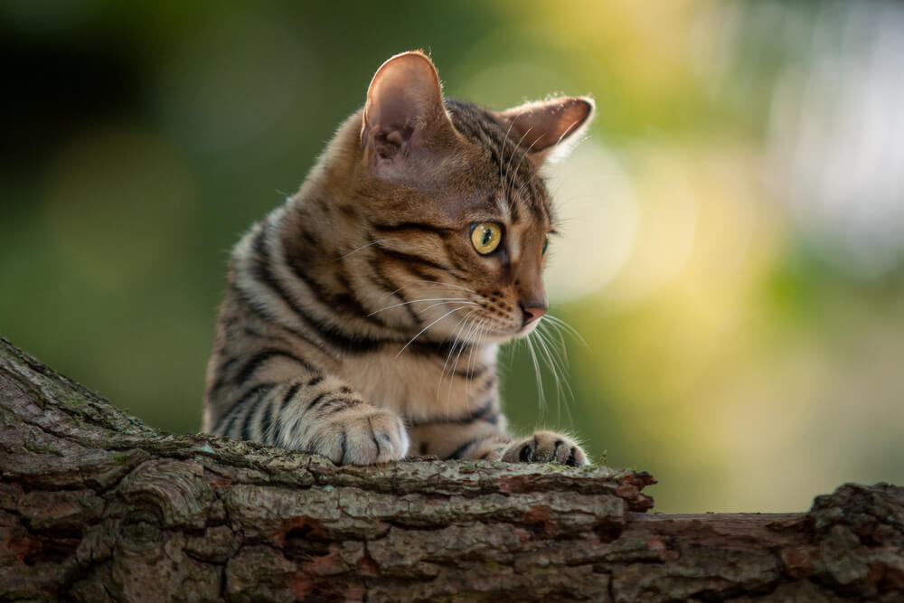 Bengal Cat in Garden