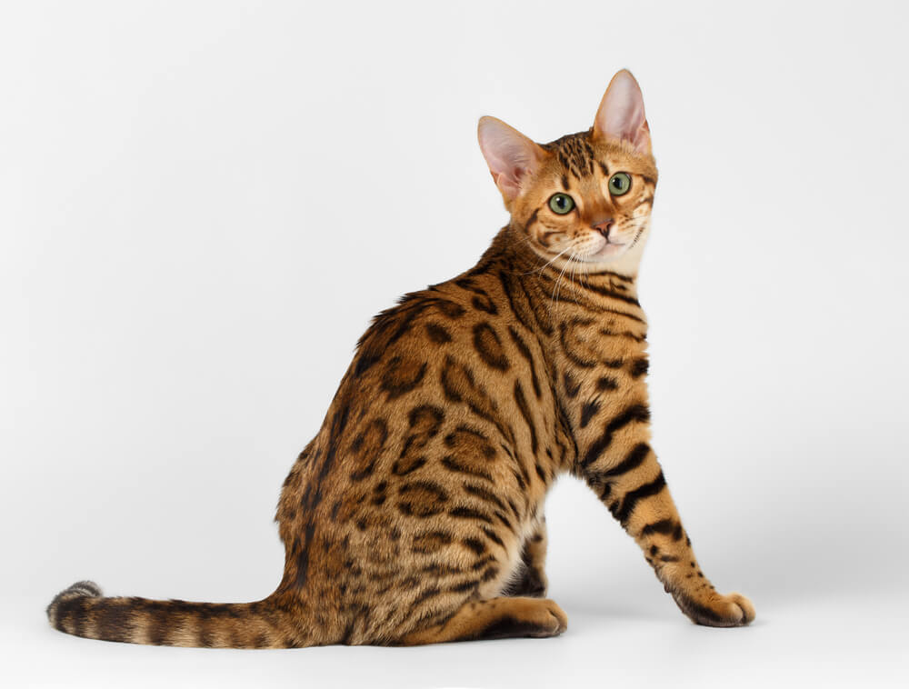 Bengal Cat on White background and Looking in camera