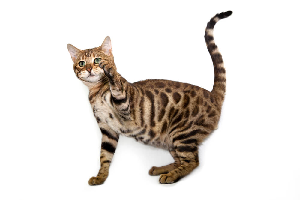 Bengal cat in front of white background