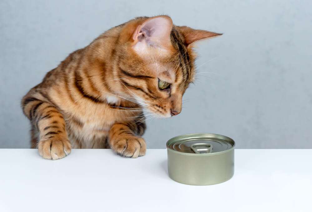 Bengal cat is about to eat wet food from a can