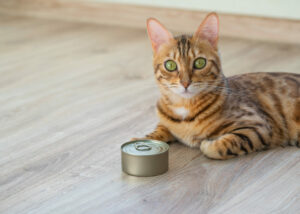 Bengal cat lies with a food tin can