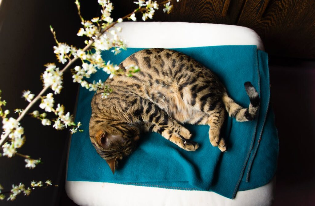 Bengal cat lying on a pillow