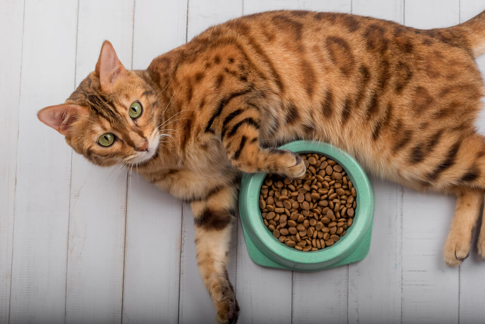 Bengal cat on the floor next to cat food. View from above