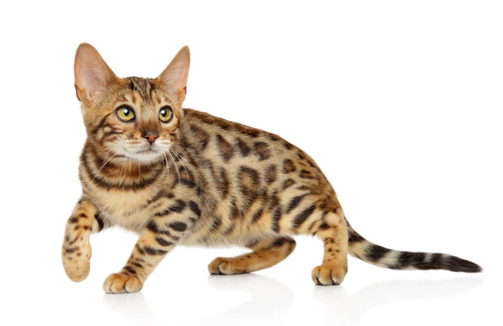 Bengal cat playing on white background