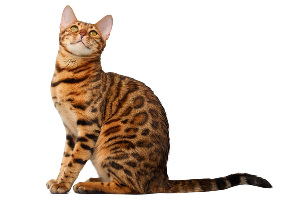 Bengal cat sitting and looking up on white