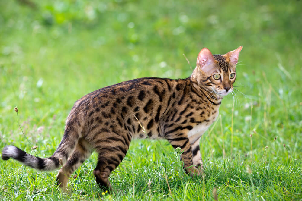 Bengal cat standing on green grass