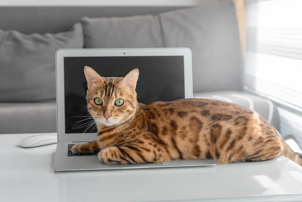 Bengal domestic cat lies on a laptop keyboard in the living room