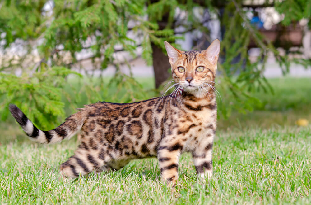 Bengal kitten in a green meadow