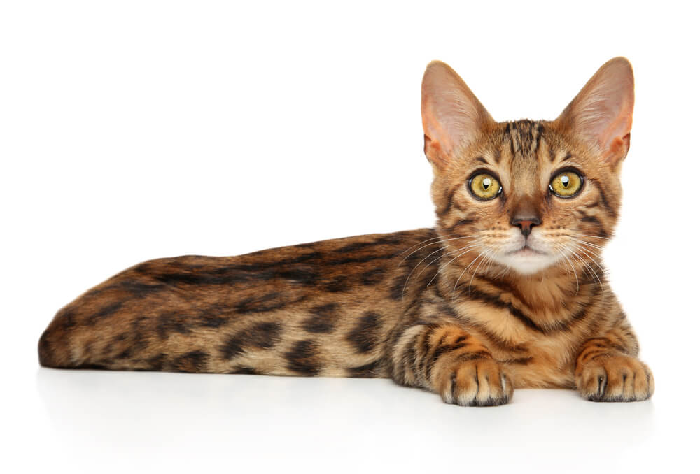 Bengal kitten lying and looking forward on white background