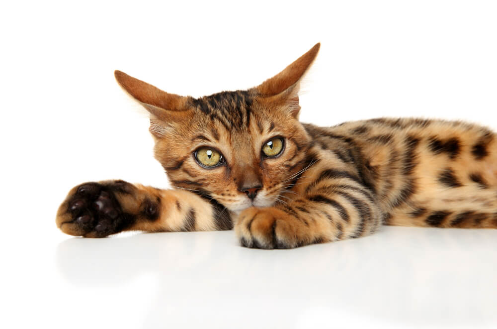 Bengal kitten resting in front of white background