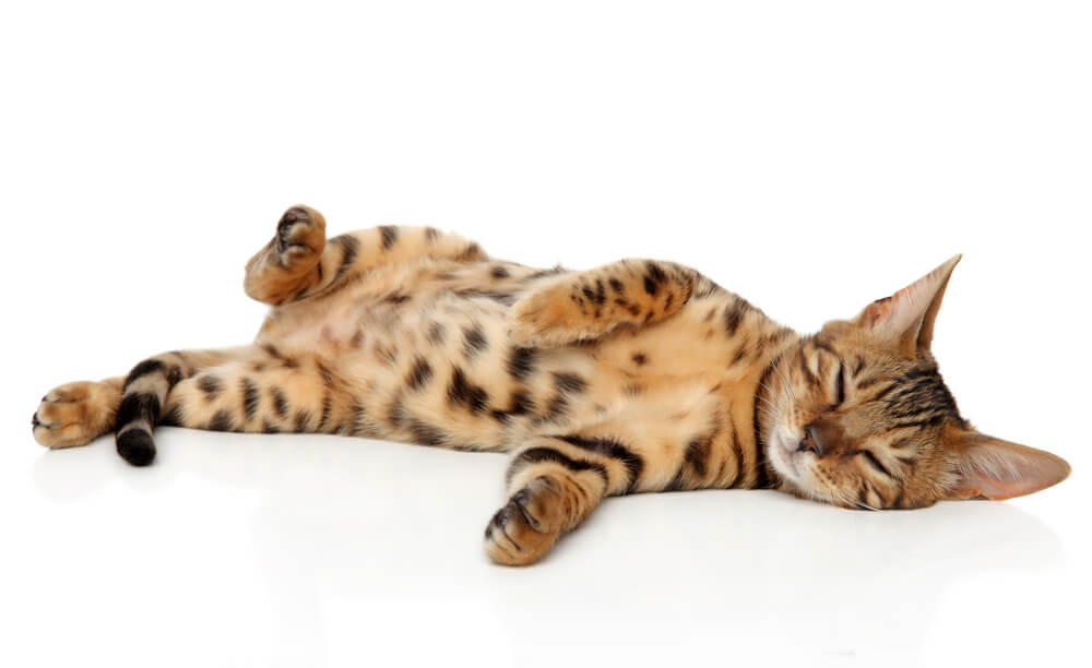 Bengal kitten resting on a white background