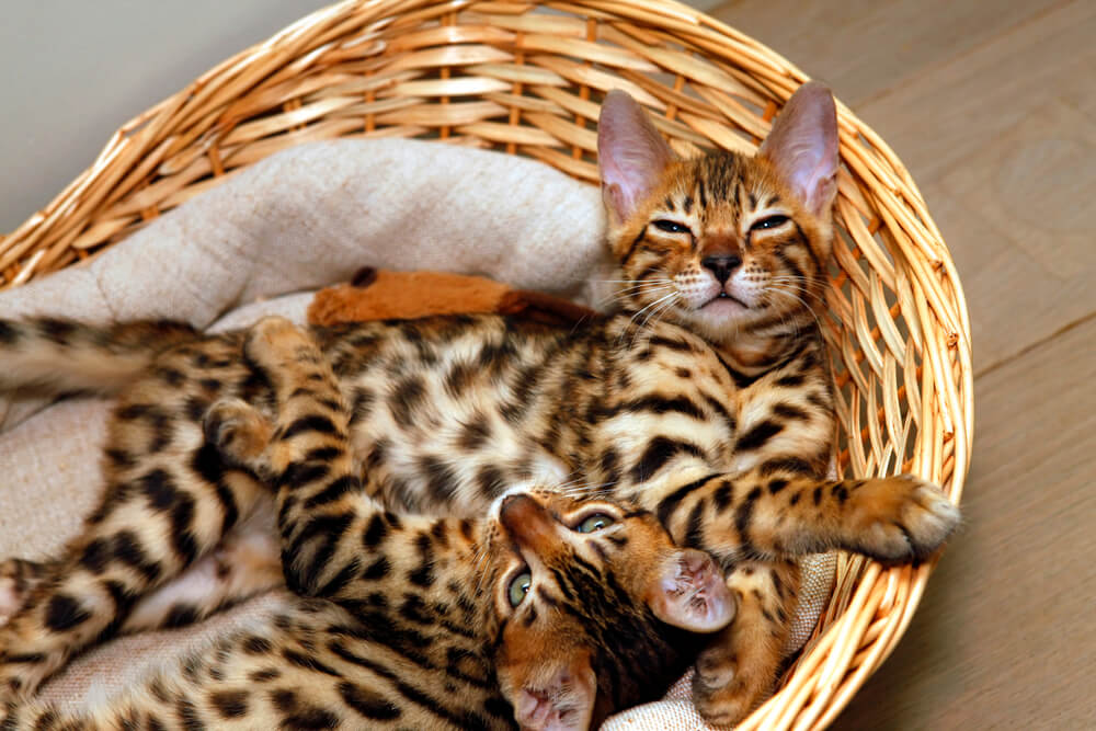 Bengal kittens in a basket