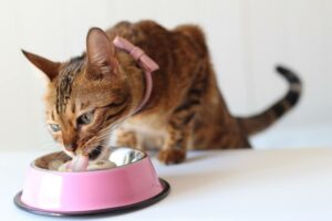 Closeup of tabby cat eating a meal