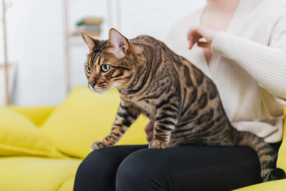 Cropped view of bengal cat looking away while sitting on woman