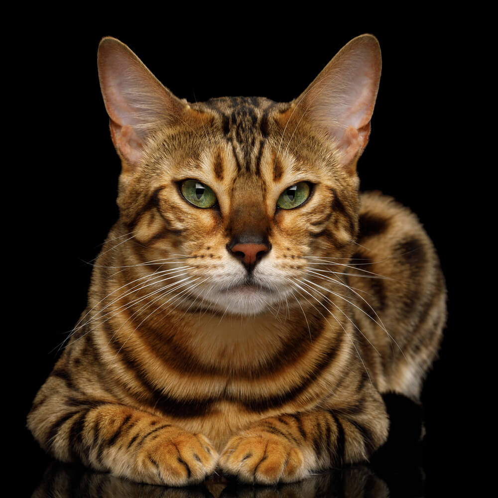 Cute Gold Bengal Cat Lying on isolated Black Background