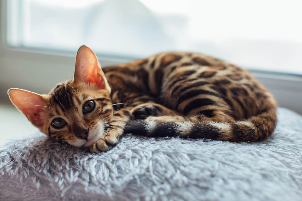 Cute little bengal kitty cat laying on the pillow next to the window
