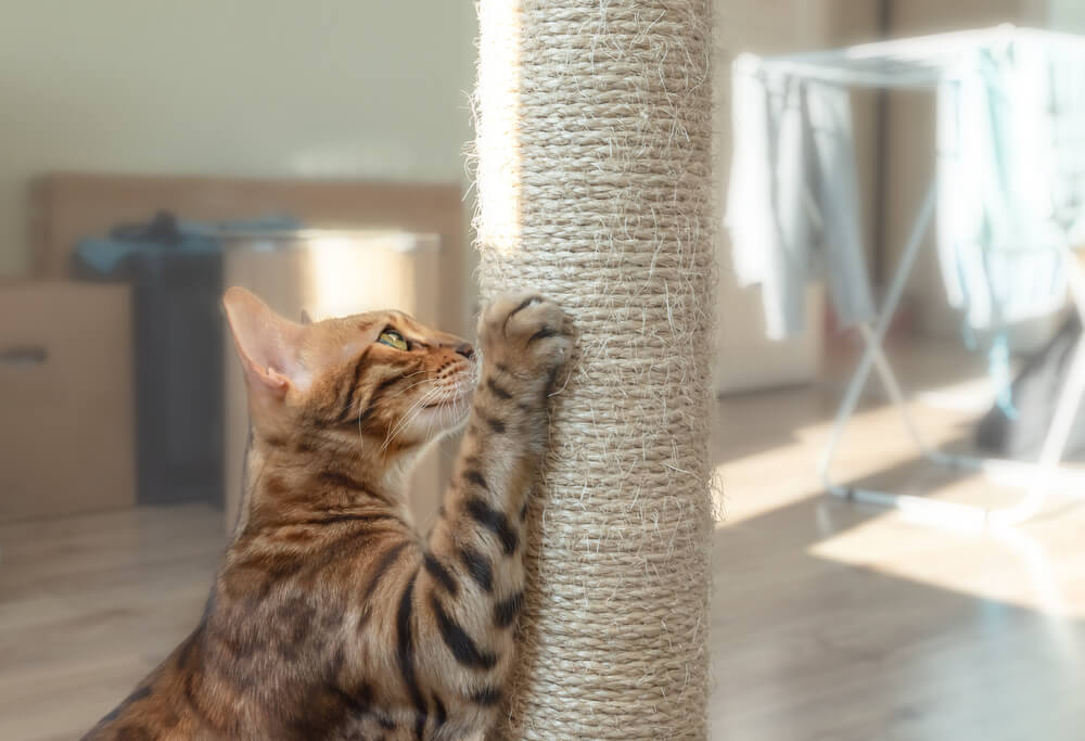 Domestic bengal cat scratching a brown post