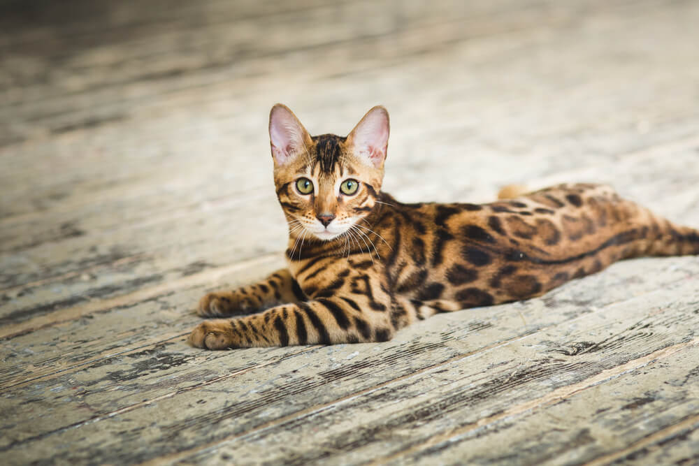 From above view at cute bengal cat lying on the floor