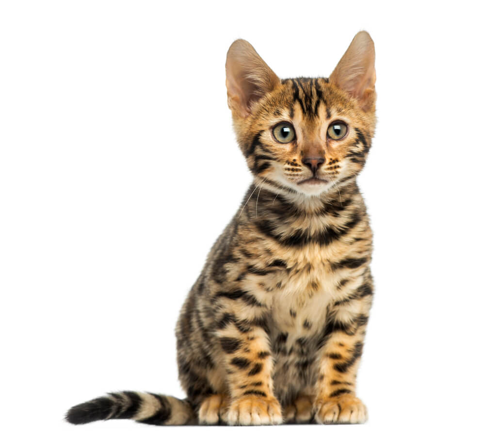 Front view of a Bengal kitten sitting, 3 months old, isolated on