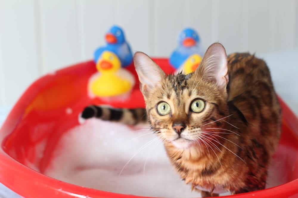 Funny cat taking a bath