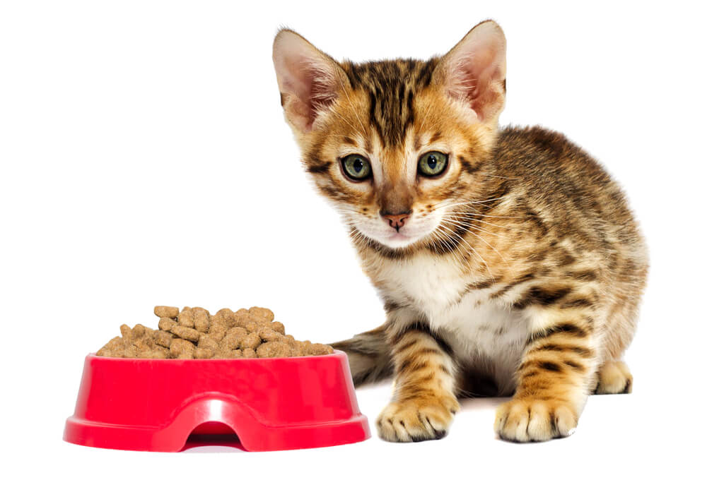 Kitten and dry food on white background