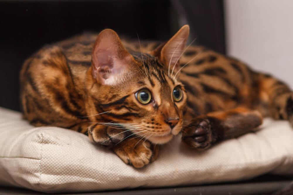 Kitten of a Bengal cat lays on a chair