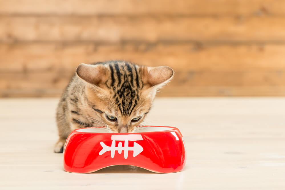 Little bengal kitten drinking milk from a bowl