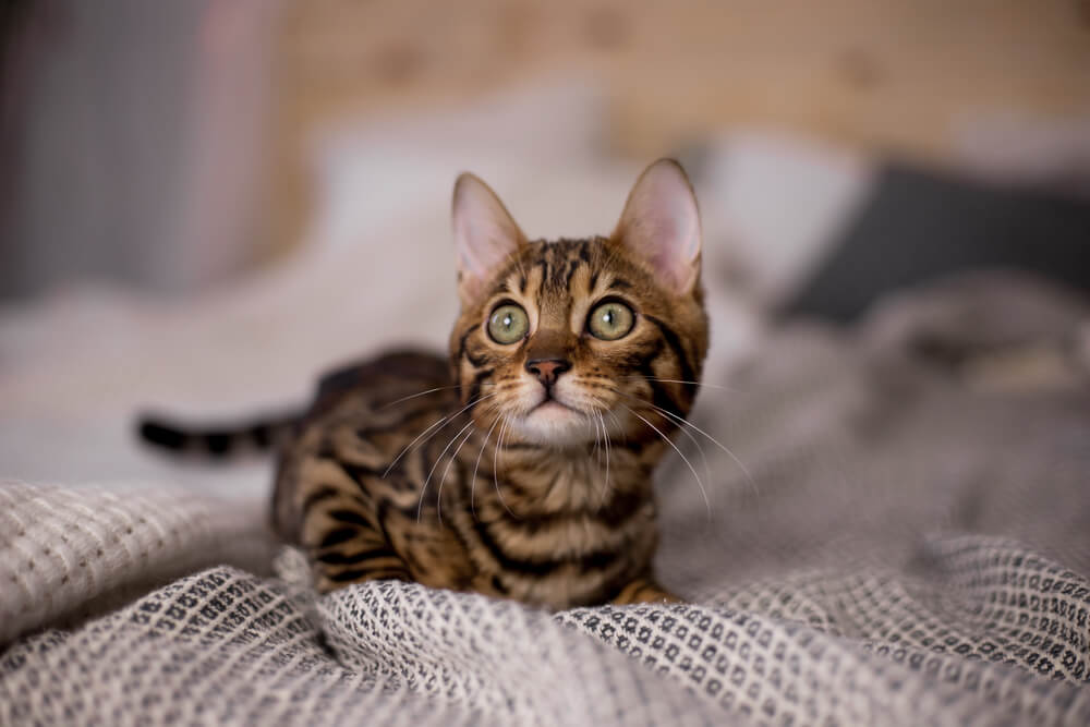 Portrait of Bengal cat at home