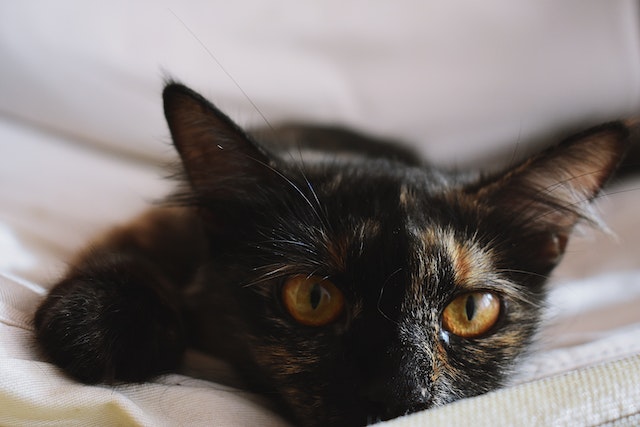 Selected-focus Photo of Black Kitten Leaning on White Mattress