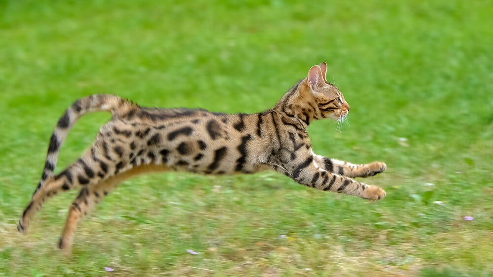 Shorthair striped bengal cat running on green grass