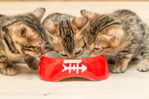 Three little bengal kitten drinking milk from one bowl