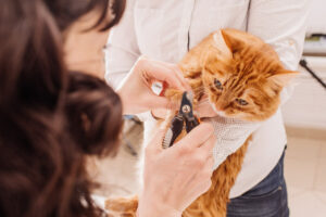 Vet cuts the nails of the cat. medicine, pet, animals, health care