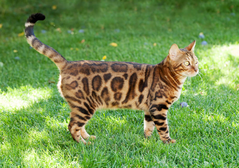 Young bengal cat in sunny garden